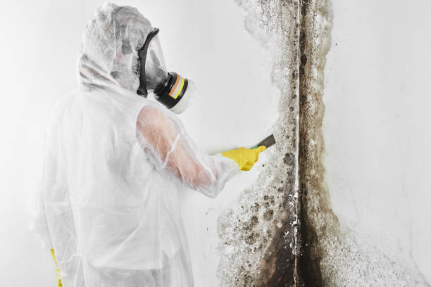 Best Black Mold Removal  in Sugar Grove, IL