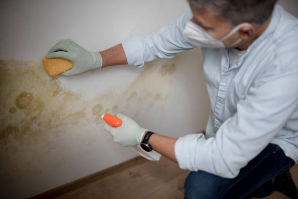 Best Mold Removal and Inspection  in Sugar Grove, IL