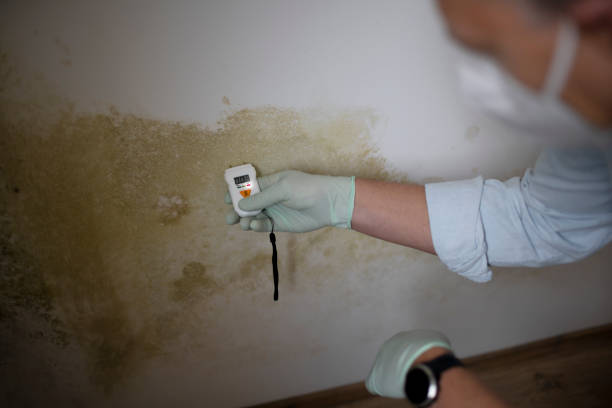 Best Residential Mold Removal  in Sugar Grove, IL