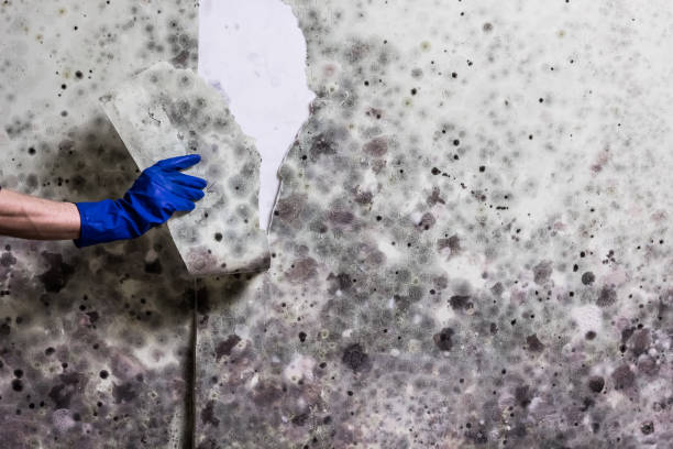Best Office Mold Removal Services  in Sugar Grove, IL
