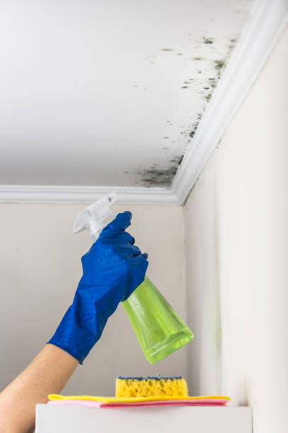 Mold Removal and Inspection in Sugar Grove, IL